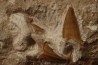 OTODUS OBLIQUUS - Ypresian - Oued Zem, Morocco