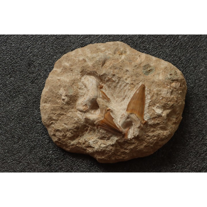 3 dents du même requin: OTODUS OBLIQUUS - Ypresien - Oued Zem, Maroc