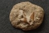 3 dents du même requin: OTODUS OBLIQUUS - Ypresien - Oued Zem, Maroc