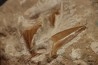 OTODUS OBLIQUUS - Ypresian - Oued Zem, Morocco