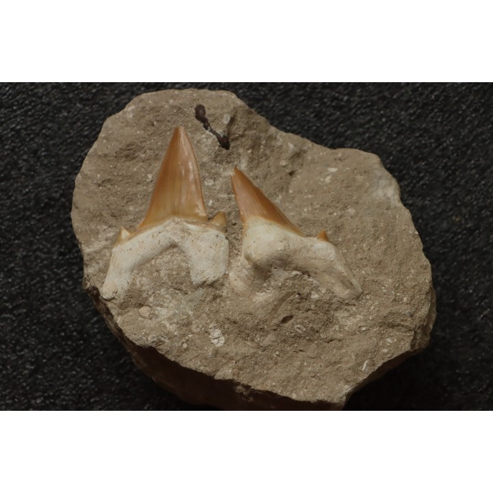 OTODUS OBLIQUUS - Ypresian - Oued Zem, Morocco