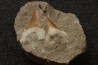 OTODUS OBLIQUUS - Ypresian - Oued Zem, Morocco