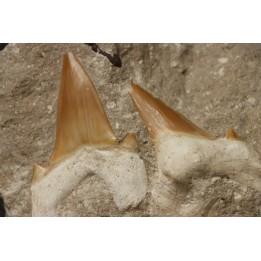 OTODUS OBLIQUUS - Ypresian - Oued Zem, Morocco