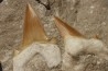 OTODUS OBLIQUUS - Ypresian - Oued Zem, Morocco