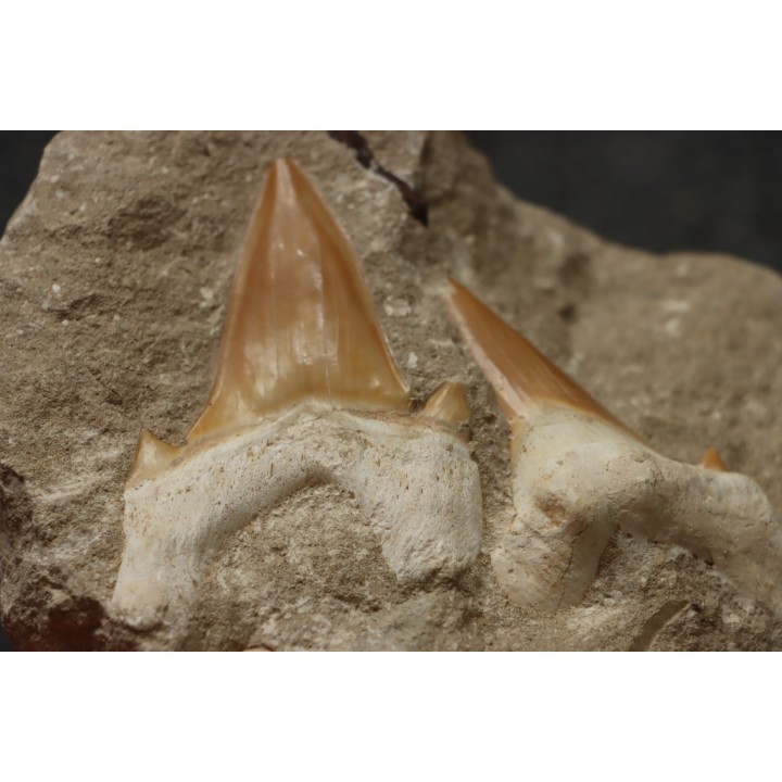OTODUS OBLIQUUS - Ypresian - Oued Zem, Morocco