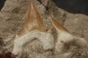 2 dents du même requin: OTODUS OBLIQUUS - Ypresien - Oued Zem, Maroc
