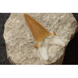 OTODUS OBLIQUUS - Ypresien - Oued Zem, Maroc