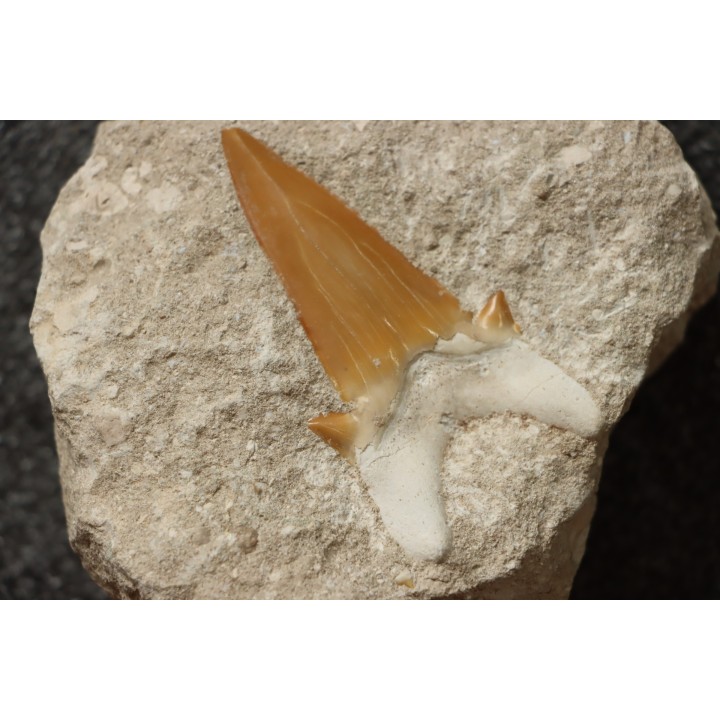 OTODUS OBLIQUUS - Ypresien - Oued Zem, Maroc
