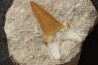 OTODUS OBLIQUUS - Ypresian - Oued Zem, Morocco