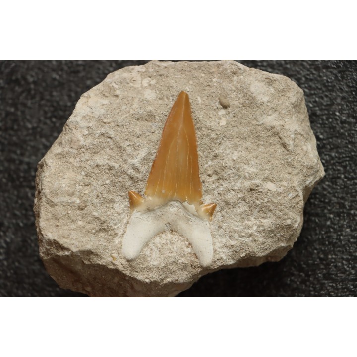 OTODUS OBLIQUUS - Ypresien - Oued Zem, Maroc