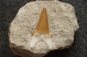 OTODUS OBLIQUUS - Ypresien - Oued Zem, Maroc