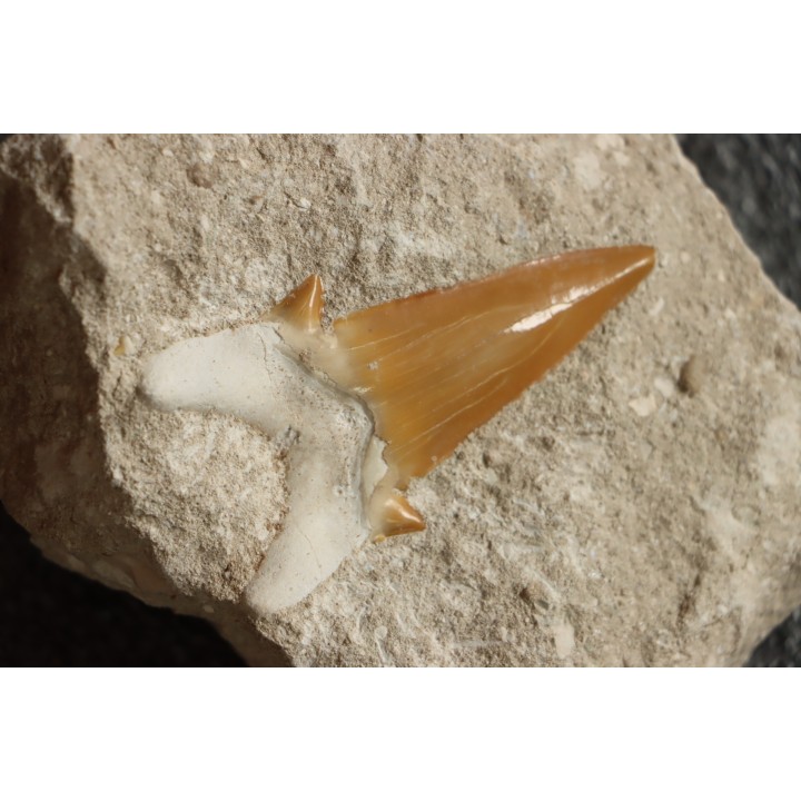 OTODUS OBLIQUUS - Ypresien - Oued Zem, Maroc