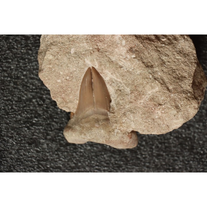 OTODUS OBLIQUUS -  forme pathologique - Ypresien - Oued Zem, Maroc