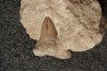 OTODUS OBLIQUUS -  forme pathologique - Ypresien - Oued Zem, Maroc