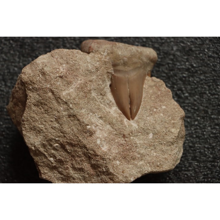 OTODUS OBLIQUUS -  forme pathologique - Ypresien - Oued Zem, Maroc