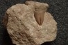 OTODUS OBLIQUUS (pathologic) - Ypresian - Oued Zem, Morocco