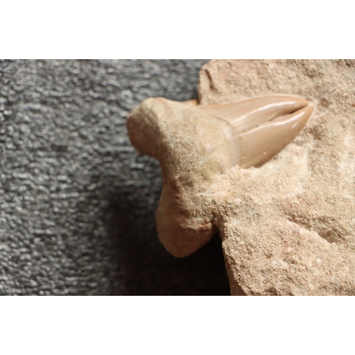 OTODUS OBLIQUUS -  forme pathologique - Ypresien - Oued Zem, Maroc