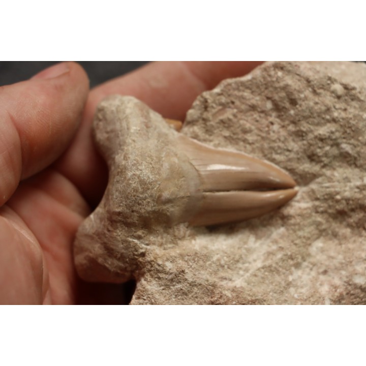 OTODUS OBLIQUUS (pathologic) - Ypresian - Oued Zem, Morocco