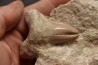 OTODUS OBLIQUUS -  forme pathologique - Ypresien - Oued Zem, Maroc