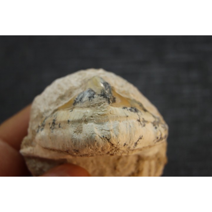 OTODUS OBLIQUUS (pathologic) - Ypresian - Oued Zem, Morocco