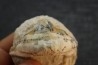 OTODUS OBLIQUUS -  forme pathologique - Ypresien - Oued Zem, Maroc