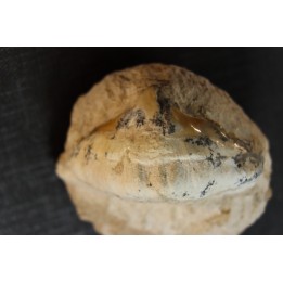 OTODUS OBLIQUUS -  forme pathologique - Ypresien - Oued Zem, Maroc