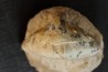 OTODUS OBLIQUUS (pathologic) - Ypresian - Oued Zem, Morocco