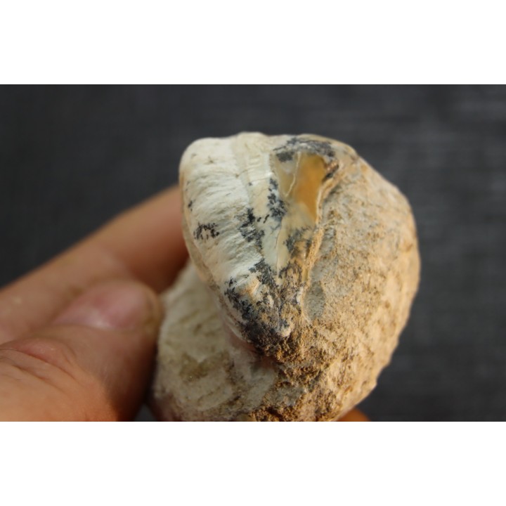 OTODUS OBLIQUUS -  forme pathologique - Ypresien - Oued Zem, Maroc