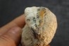 OTODUS OBLIQUUS -  forme pathologique - Ypresien - Oued Zem, Maroc