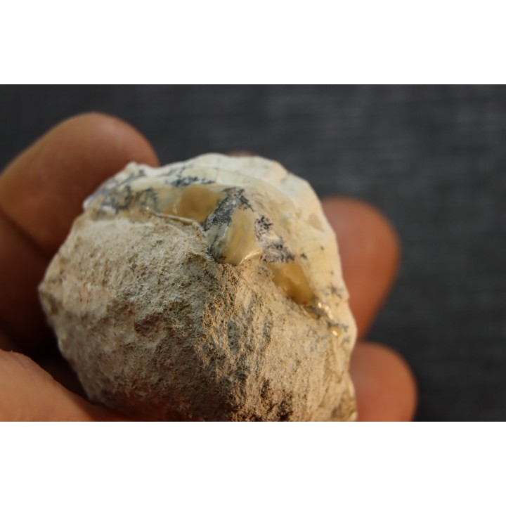 OTODUS OBLIQUUS -  forme pathologique - Ypresien - Oued Zem, Maroc