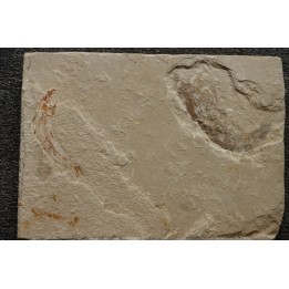 association crustace and fish  Acanthochirana smithwoodwardi and Gaudryella gaudryi  Cénomanian  Hgula - Byblos - LIBANON