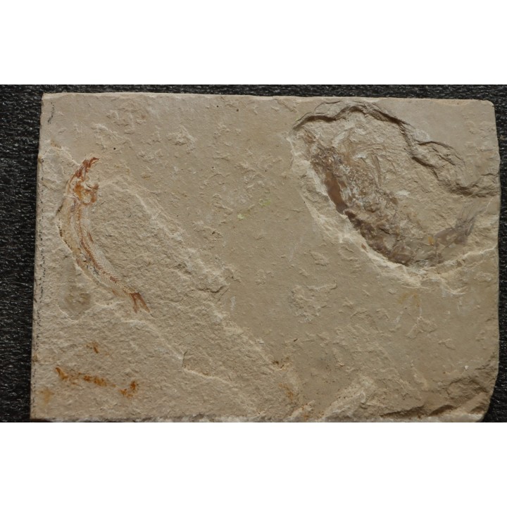 association  Acanthochirana smithwoodwardi et Gaudryella  Cénomanien  Hgula - LIBAN