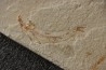 association Acanthochirana smithwoodwardi et Gaudryella Cénomanien Hgula - LIBAN