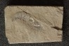 Acanthochirana smithwoodwardi - Cénomanien - Hgula - LIBAN