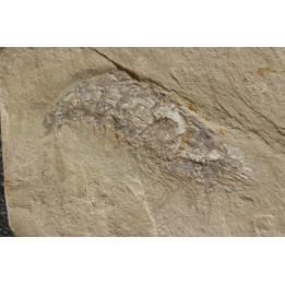 Acanthochirana smithwoodwardi - Cénomanian - Hgula - Byblos - LIBANON