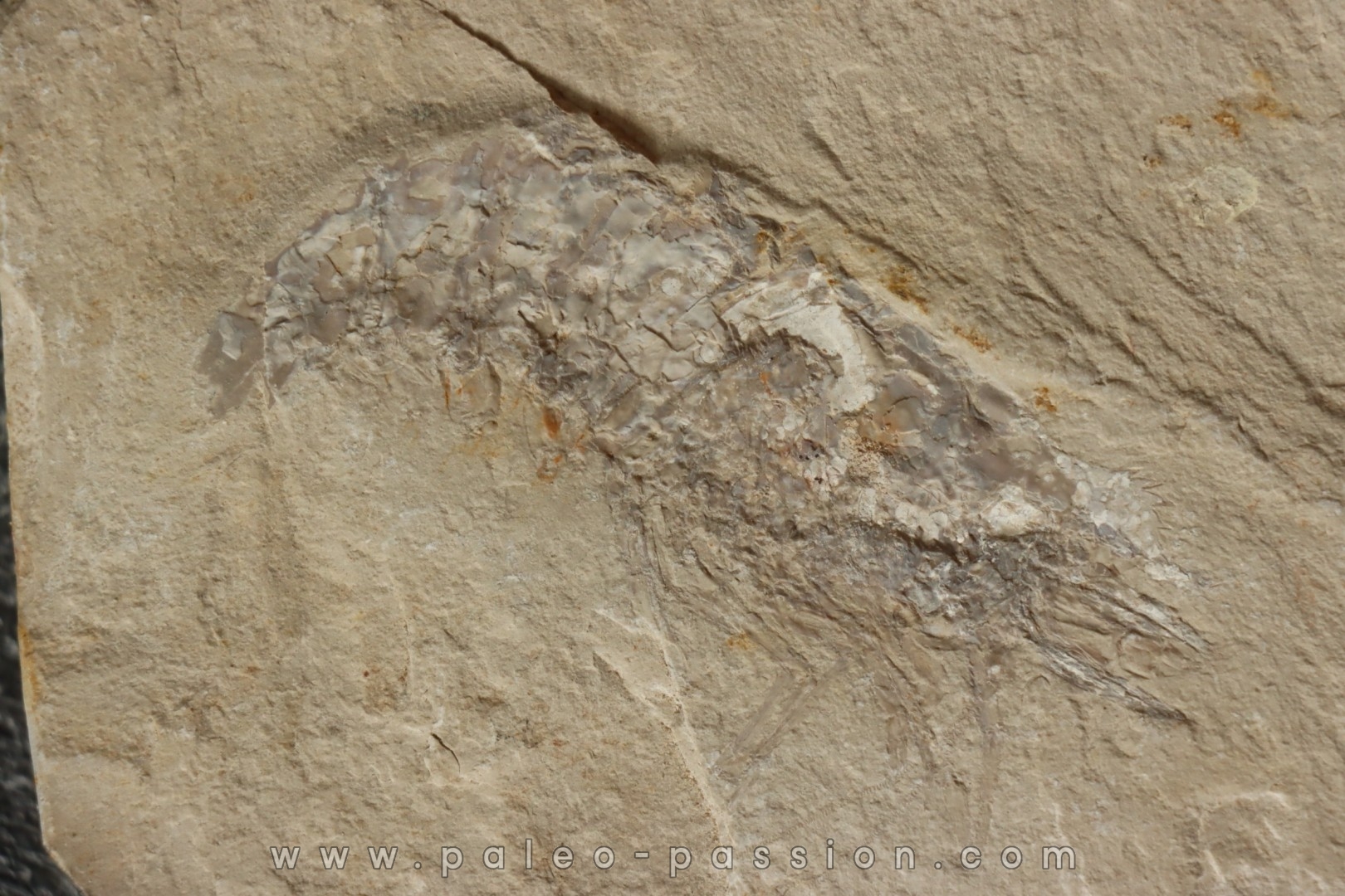 Acanthochirana smithwoodwardi - Cénomanien - Hgula - LIBAN