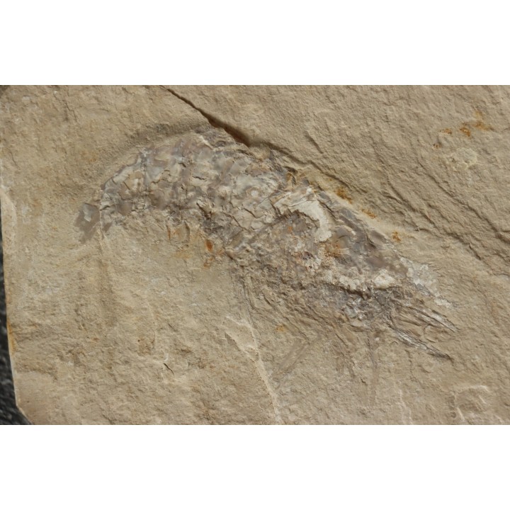 Acanthochirana smithwoodwardi - Cénomanien - Hgula - LIBAN