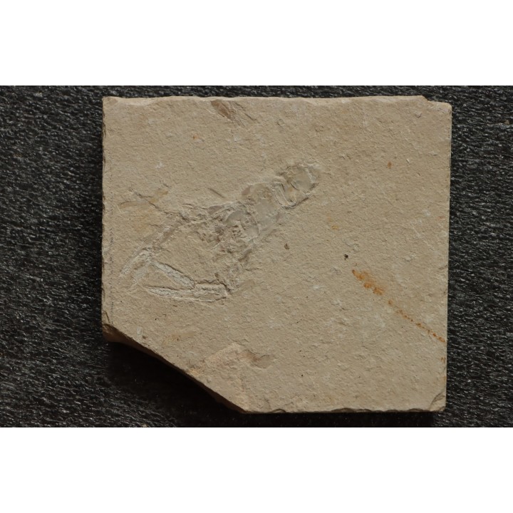Notahomarus hakelensis (Fraas, 1878) - Cénomanien - Hgula - LIBAN