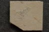 Notahomarus hakelensis (Fraas, 1878) - Cénomanien - Hgula - LIBAN