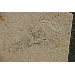Notahomarus hakelensis (Fraas, 1878) - Cénomanien - Hgula - LIBAN