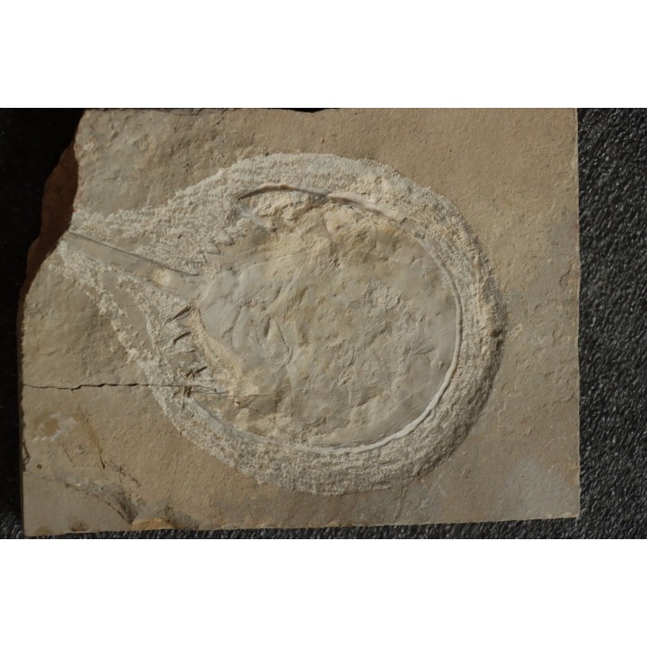 Limulus syriacus - Cénomanian - Hakel  - Byblos - LIBANON