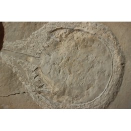 Limulus syriacus - Cénomanien - Haquel  - Byblos - LIBAN