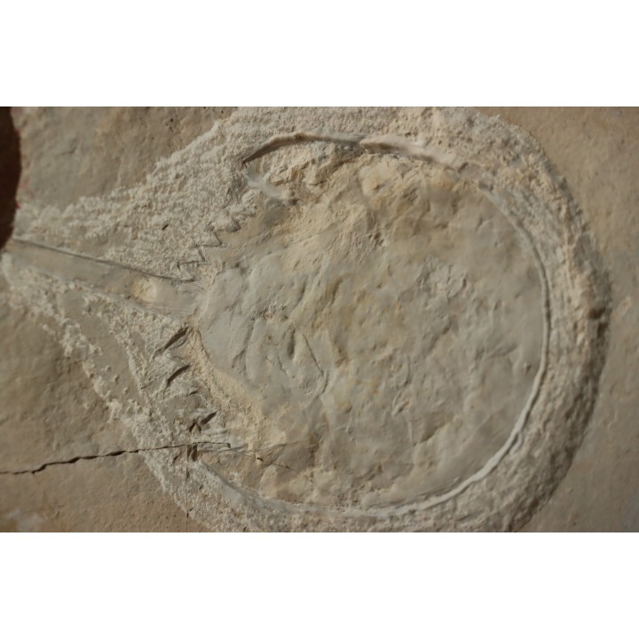 Limulus syriacus - Cénomanien - Haquel  - Byblos - LIBAN