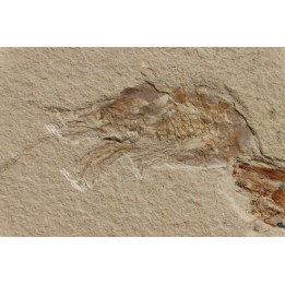 CARPOPENAEUS CALLIROSTRIS (Glaessner, 1945) - Cénomanian - Hgula - Byblos - LIBANON