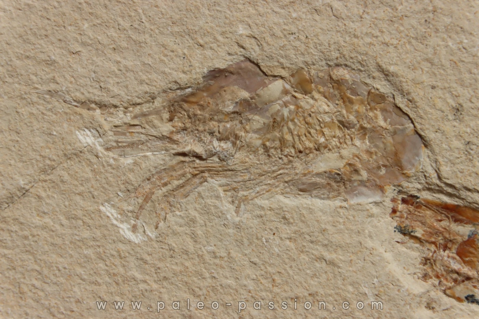 CARPOPENAEUS CALLIROSTRIS (Glaessner, 1945) - Cénomanien - Hgula - LIBAN
