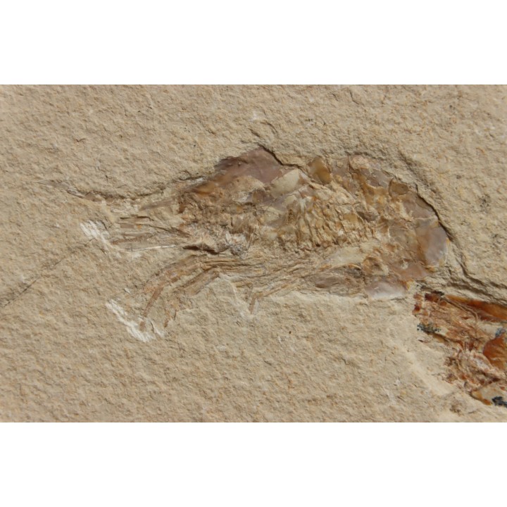CARPOPENAEUS CALLIROSTRIS (Glaessner, 1945) - Cénomanien - Hgula - LIBAN