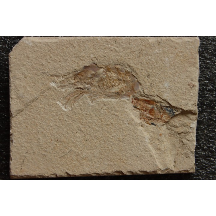CARPOPENAEUS CALLIROSTRIS (Glaessner, 1945) - Cénomanian - Hgula - Byblos - LIBANON