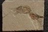 CARPOPENAEUS CALLIROSTRIS (Glaessner, 1945) - Cénomanian - Hgula - Byblos - LIBANON