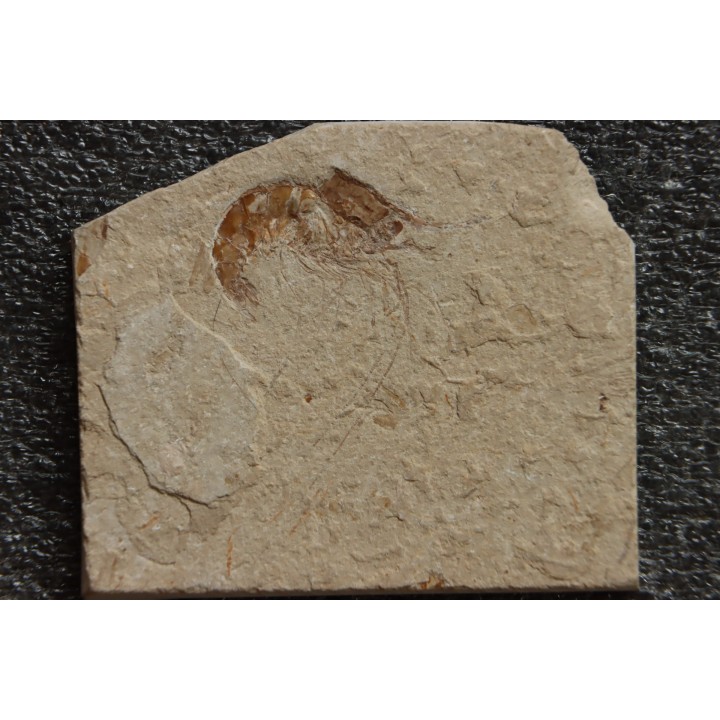 CARPOPENAEUS CALLIROSTRIS (Glaessner, 1945) - Cénomanien - Hgula - LIBAN