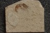 CARPOPENAEUS CALLIROSTRIS (Glaessner, 1945) - Cénomanian - Hgula - Byblos - LIBANON